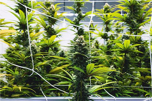 Photo of Martha's Vineyard growing facility