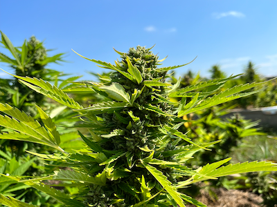 Close-up of plant in outdoor field
