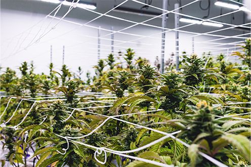 Photo of Hinsdale growing facility